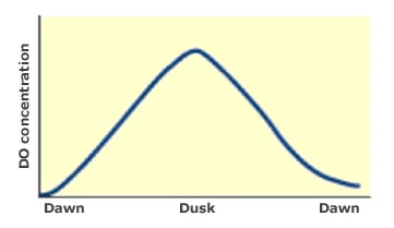 魚(yú)塘中氧氣的每日循環(huán)